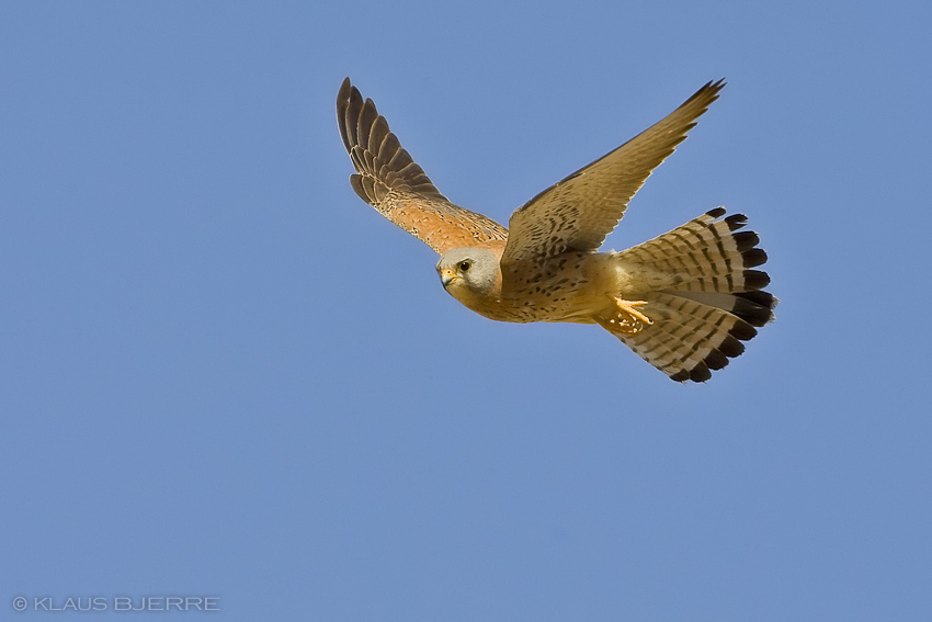 Lesser Kestrel_KBJ7523.jpg - Lesser Kestrel 2. cy male - Eilat